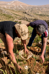Al-Arz;Iris;Iris-Cedreti;Kaleidos;Kaleidos-images;Lebanon;Middle-East;Near-East;Tarek-Charara;Youssef-Tawk;Flowers;Endemic;Endemic-species;Critically-endangered;Critically-endangered-species